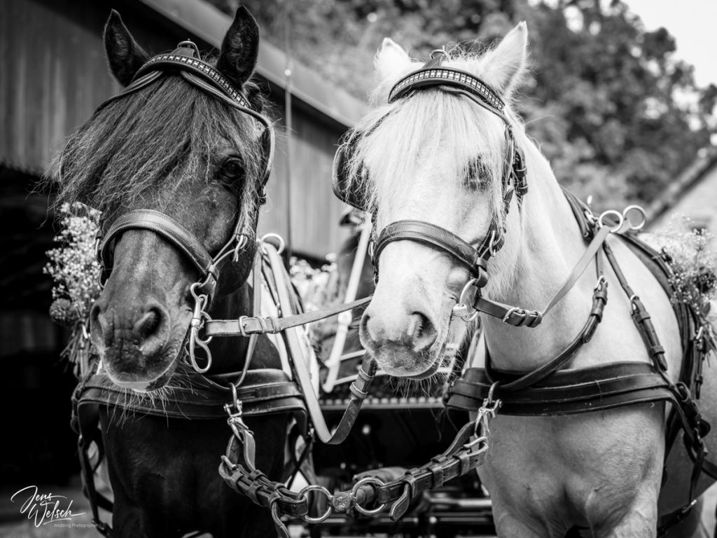 hochzeit-worpswede-pony-kutsche